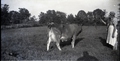 Family Farm Photos - Guernsey Cow and my Grandmother 