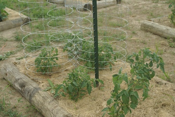 Tomato Cages - I made these out of woven wire fencing and tied three together with hog clips. Plants are stagered so the next one will have two on the other side.