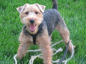 My Puppy - He is a Welsh Terrier..  About 1 year old in this pic..