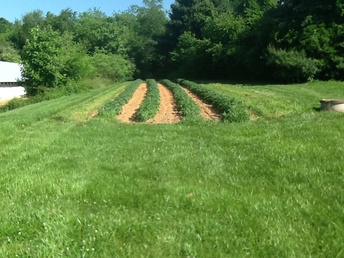 Tater Patch - It seems to be a good year so far in the foothills of  the Blue Ridge.