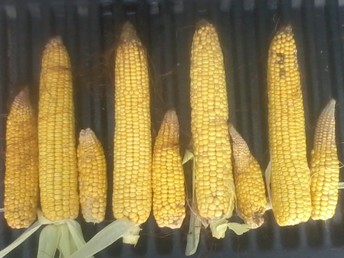 Soil Differences And Corn - This corn is from the same feild, same hybrid, same fertility program. The good cobs are really nice where ever there was some sort of sub soil moisture. Sadly the field is only about 5% of the good ones. Great hybrid for moist soils though, never seen it this dry here.