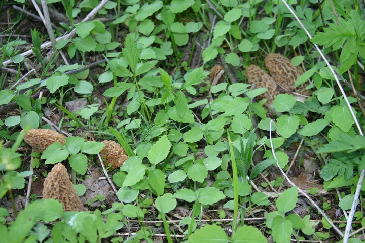 Morel Mushrooms In The Wild - Found a nice Patch of Mushrooms for 2014.