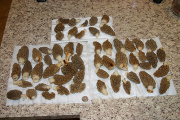 Morel Harvest 2014 - Found all these in one patch -- biggest  haul from one area that I can remember.