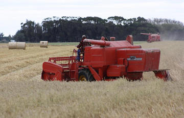 Massey-Ferguson 400 Header - 11-02-2010 harvesting Oats Thornbury Southland New-Zealand