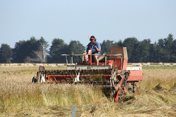 International 375 Windrower  - 13-02-2016 Drummond Central-Southland New-Zealand Robbie Clark windrowing Dogstail Grass seed