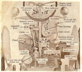 Farmall H  - layout of Farmall H