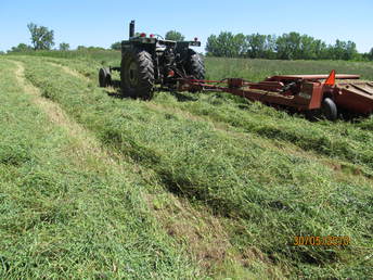 1973 Oliver 1655 With Hesston 1090 Mower/Conditioner -