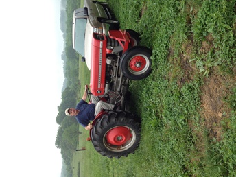 1975 Massey Ferguson 135 Diesel P/S Multipower - This tractor has been in our family since day 1  bought new at the local Massey Ferguson dealer  here in Dandridge Tennessee called F