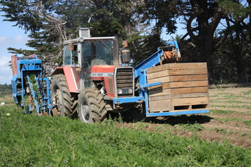 Massey-Ferguson 2680 - 13th of February 2012 Roslyn-Bush Southland New-Zealand Pyper Produce Massey-Ferguson 2680