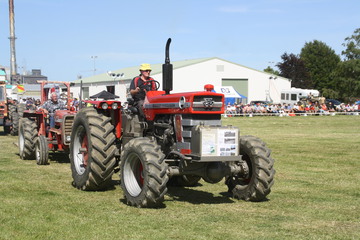 Massey-Ferguson 1100 - 28-01-2017 Edendale Crank-Up Weekend there were 14 tractors at the first 'Crank-Up' in 1987 ! now it is the biggest annual event of its kind in the Southern Hemisphere