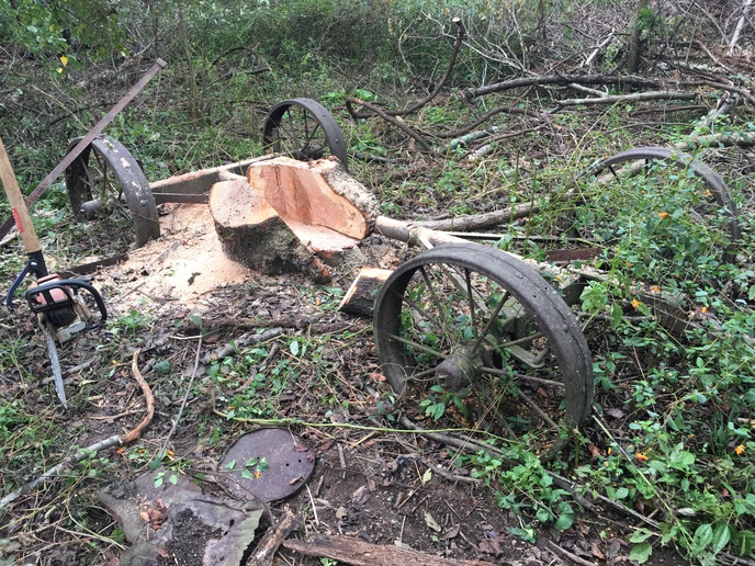 John Deere Log Wagon - Freed - Hidden in plain sight for 50 years under vines and thorns.  Even the logger missed it.  Large Cherry tree grown up through it.  Tree was harvested above the metal, I cut it loose from below.  Gonna make a parade wagon out of it.  Everything still worked!
