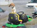 Dog Wont Leave His John Deere In Ark.Flooding - picture taken from northeast ar.during the flooding earlier in 2011 from jonesboro sun.