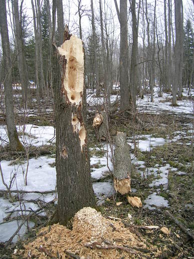 sickle bar mower outer shoe roller attachment | Yesterday's Tractors Forums