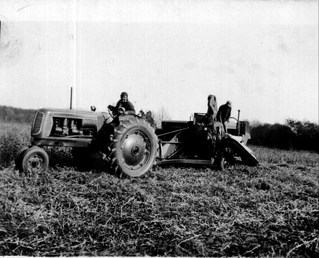 Oliver Tractor And Combine - Combining soy beans sometime in the early  1950's near Freehold NJ.