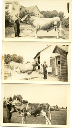 Family Farm Photos  - These are photos of the family farm in the late 20's or early 30's showing the Prize Guernsey and Prize Bull