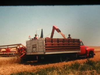Massey 92 - This is a picture of our massey 92 during the wheat harvest of 1976.I was the one that run the combine dad drove the truck to the bin site and my brother run them around in the field.<P>I was eleven at the time and my brother was eight.