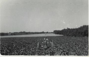 Old John Deere B And Cultivator - This is a picture of my wife's grandfather cultivating corn in Muscatine County Iowa. A different picture of him on this tractor was on the cover of the 1947 Iowa State Fair program
