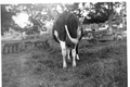 Back In The 50S On Our Farm - Here