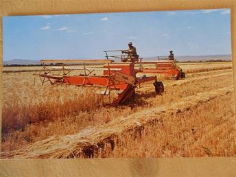 1960S Case Windrower - Post card showing cutting of Marovian Barley in the San Luis Valley for Coors beer. A main ingredient of 'The Light Beer'. Elev. 7500ft.