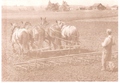 Horses - My dad at near the end of 1944 dduring the war years dragging corn ground with his 4 horse hitch. He had an 2 hart Parr Olivers in the shed along with a late 1930 Oliver 70  and could not use them very much because of the Gas rationing during that era. Tires,repairs,lubricants and Gas were all rationed and hard to get. He relied strongly on these old horses. I was 7 years old and remember it well. JH