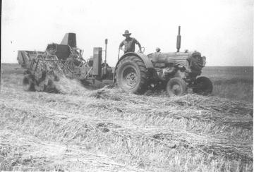1947  Minneapolis Moline  ZTS / Baler-O-Matic Baler - Minneapolis Moline ZTS and a MM  Baler-O-Matic working near Wickliffe, Victoria, Australia, in 1953. Driven by original owner, now owned by Tony Brinkmann, Hamilton.