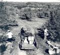 1953? Super A - Fall in New England at Taft Orchard, Mendon MA. Photo taken sometime in the 