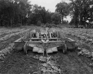 Allis Chalmers G W/Cucumber Harvester 1958 - Another view of the experimental multipick cumcumber harvester