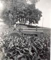 John Deere 70 Cultivating Corn (3) - Another photo of cultivating corn in 1956
