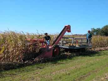 Allis WC 1936 Cornpicker