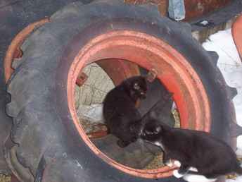 Farmall A Rims